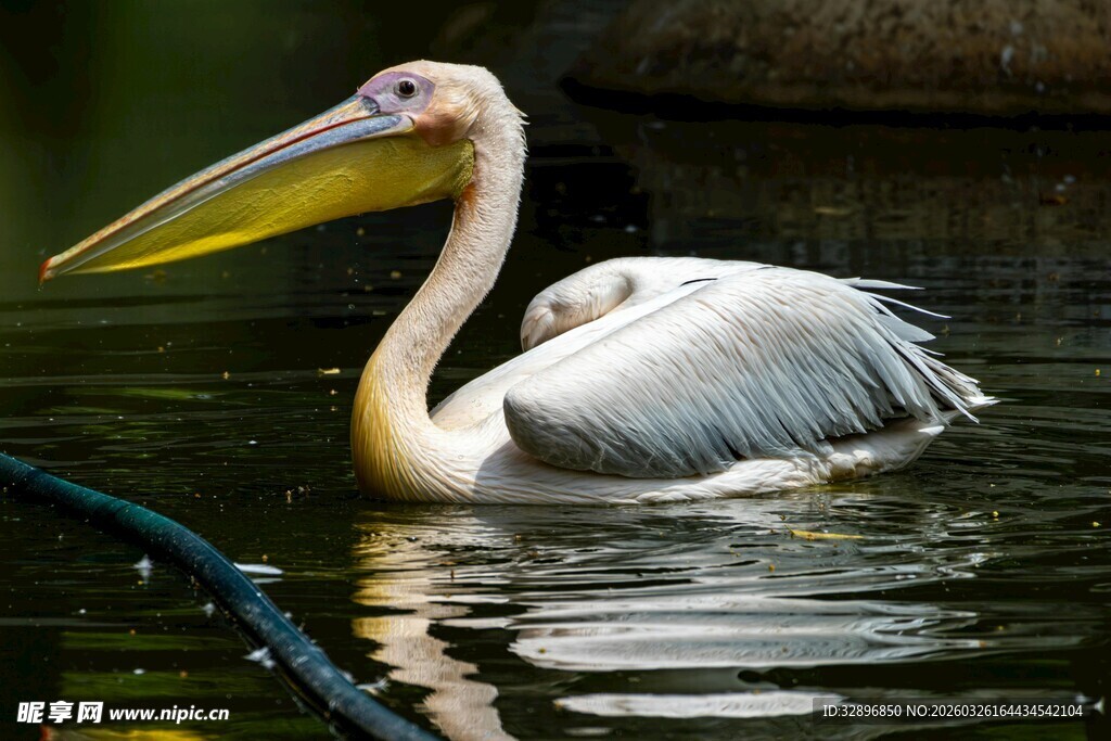 水中鹈鹕优雅身姿