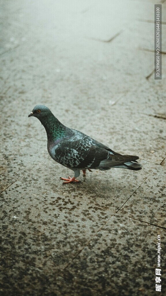 地面上的一只灰鸽子