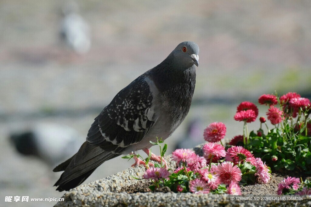 鸽子立于花丛边