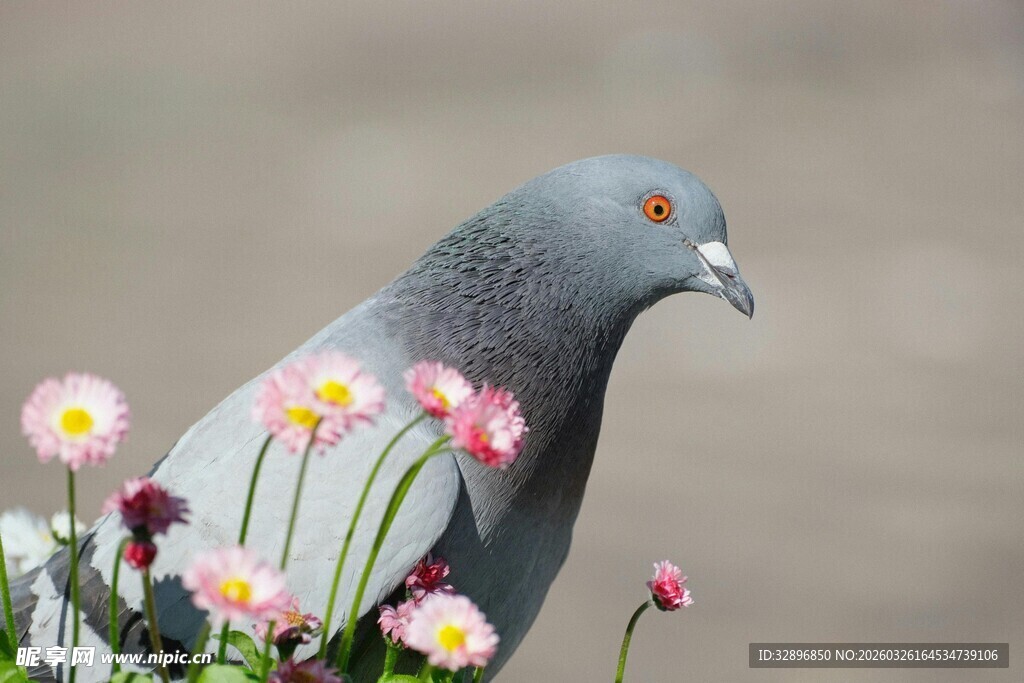 鸽子立于缤纷小花间
