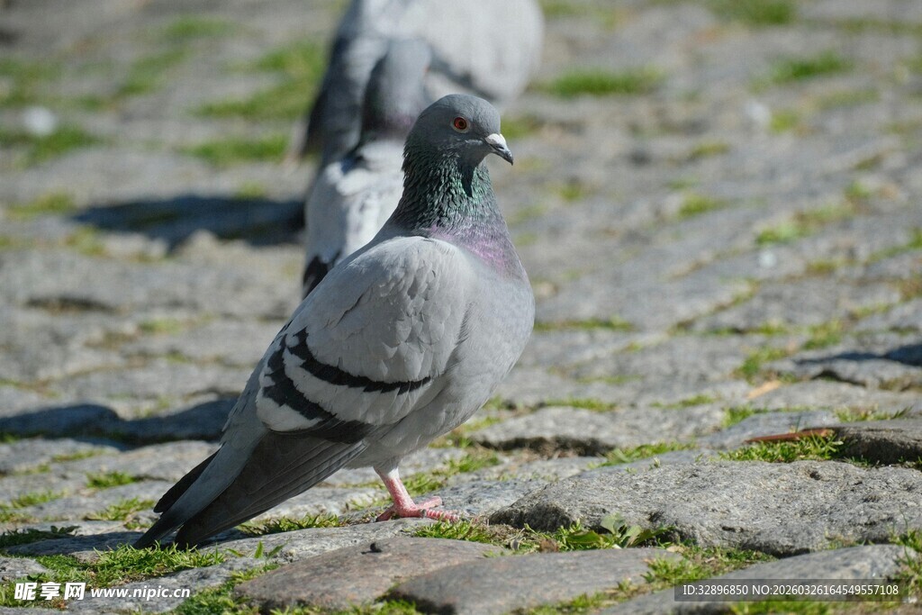 石板路上的几只鸽子