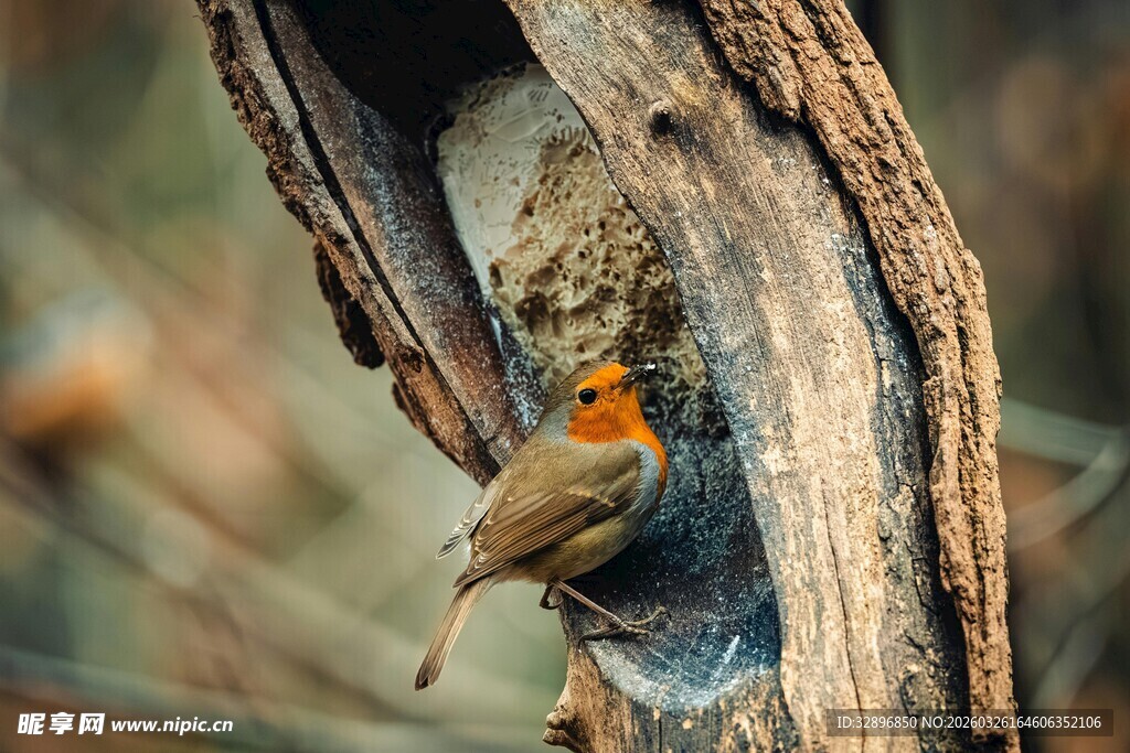 树洞中的小鸟