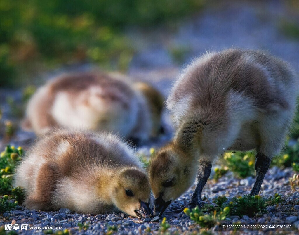 雏鹅觅食图
