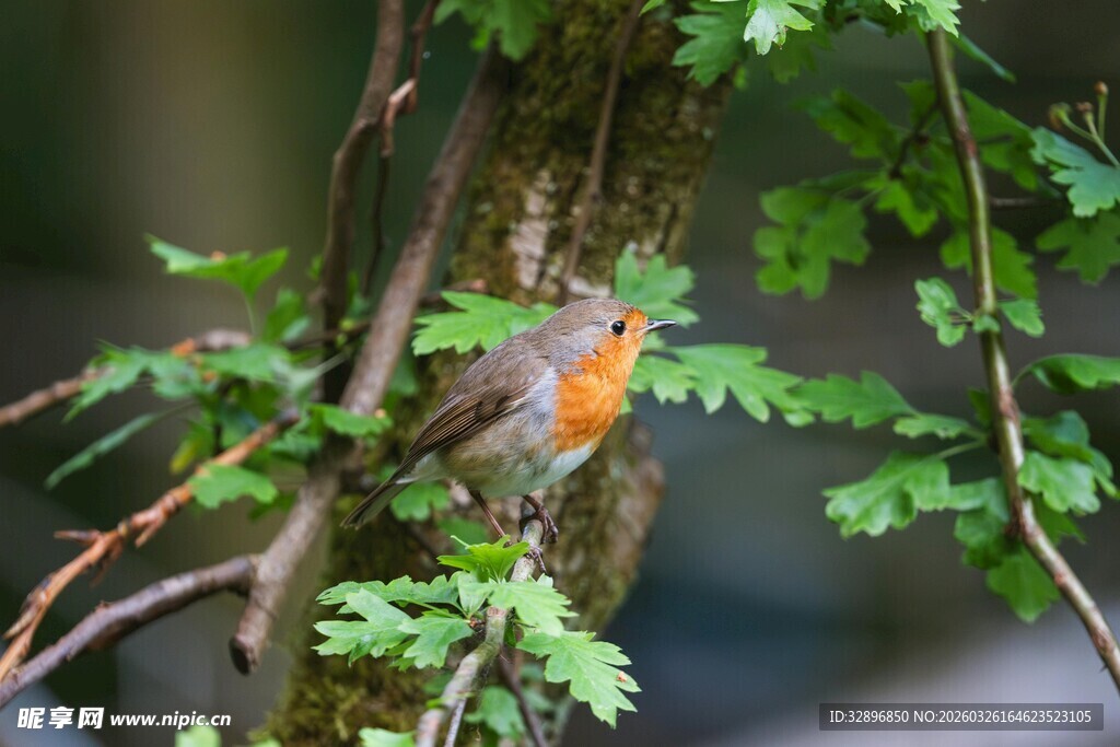 树枝上的多彩小鸟
