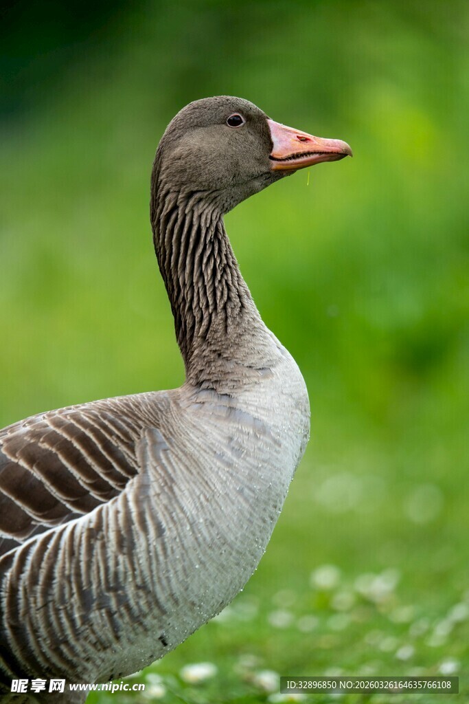 灰雁立于绿意盎然之地