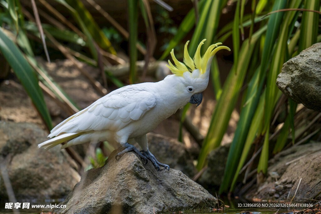 黄冠凤头鹦鹉栖息于绿植间