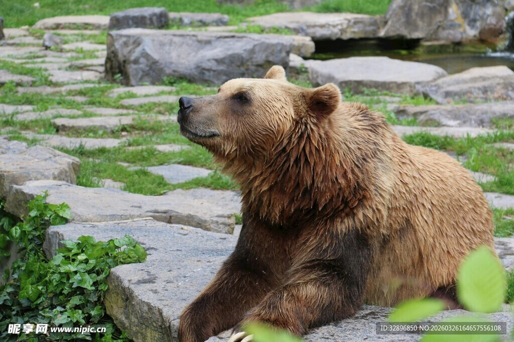 棕熊休憩于石间草地