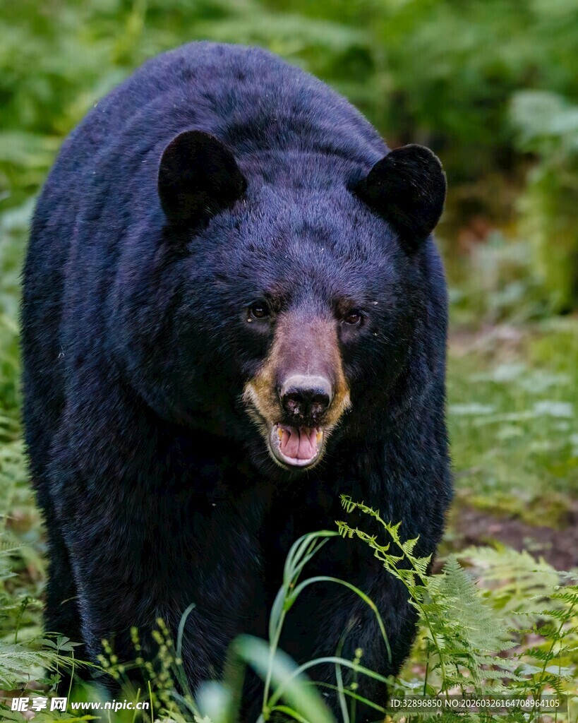 森林中的黑色大熊