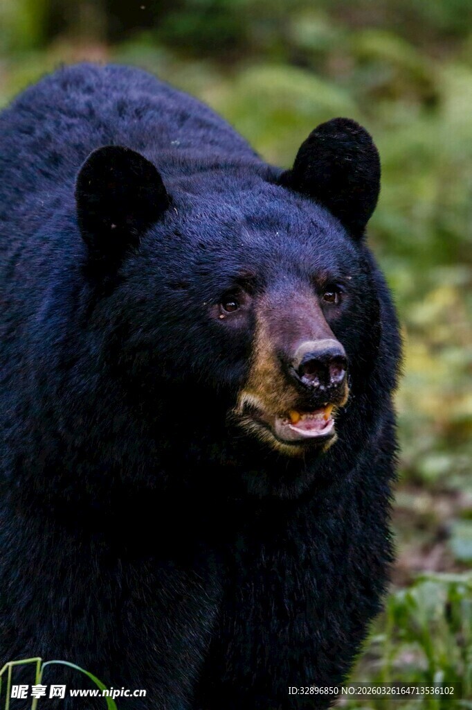 野外黑熊特写