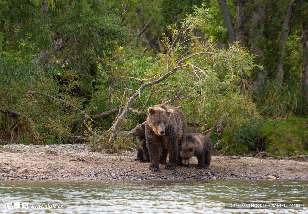 岸边的熊家庭