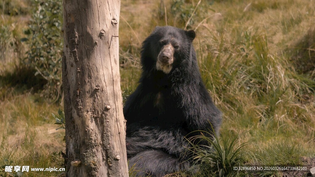 树下休憩的黑熊