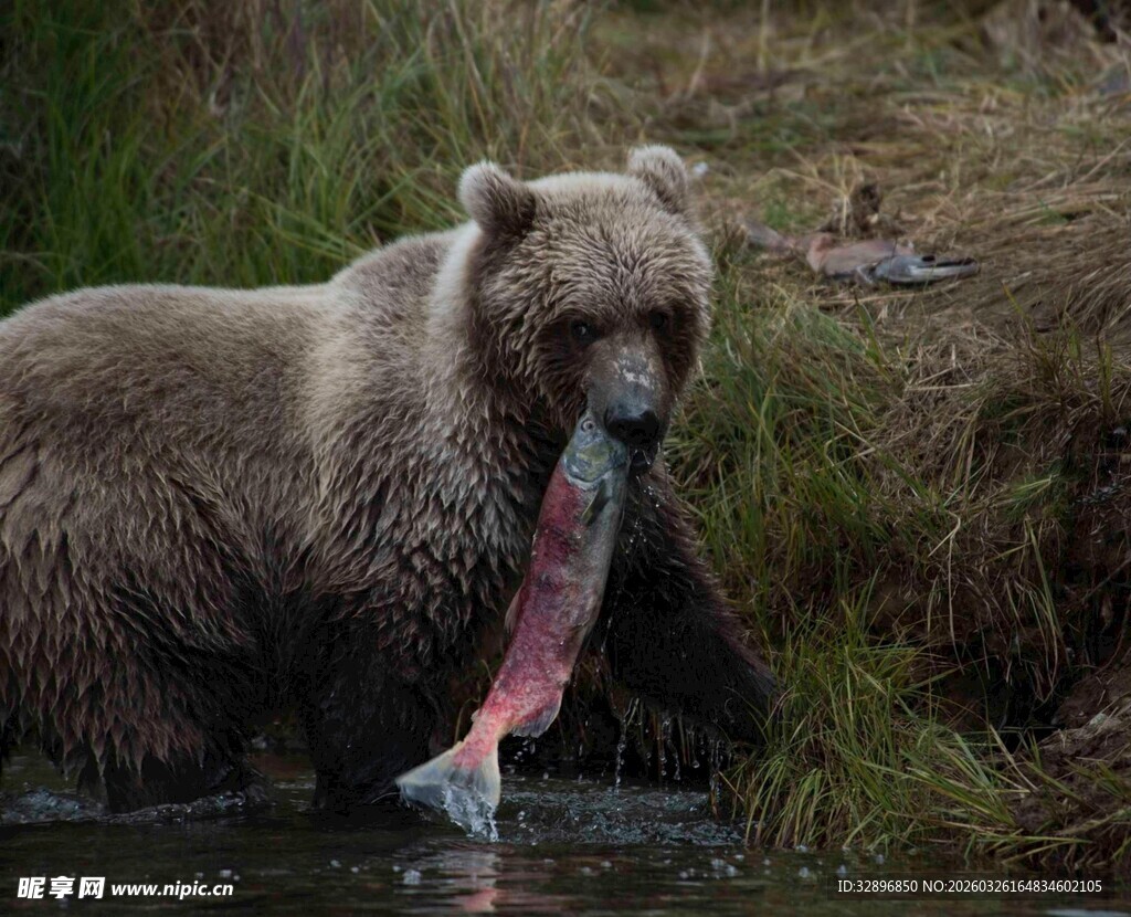 棕熊溪边捕获肥硕鲑鱼