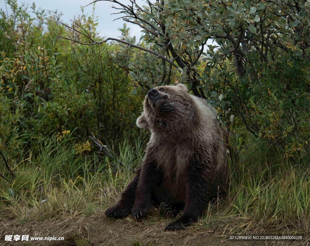 野外坐立的棕熊