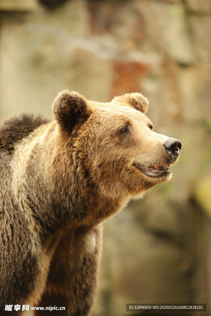 棕熊侧头特写