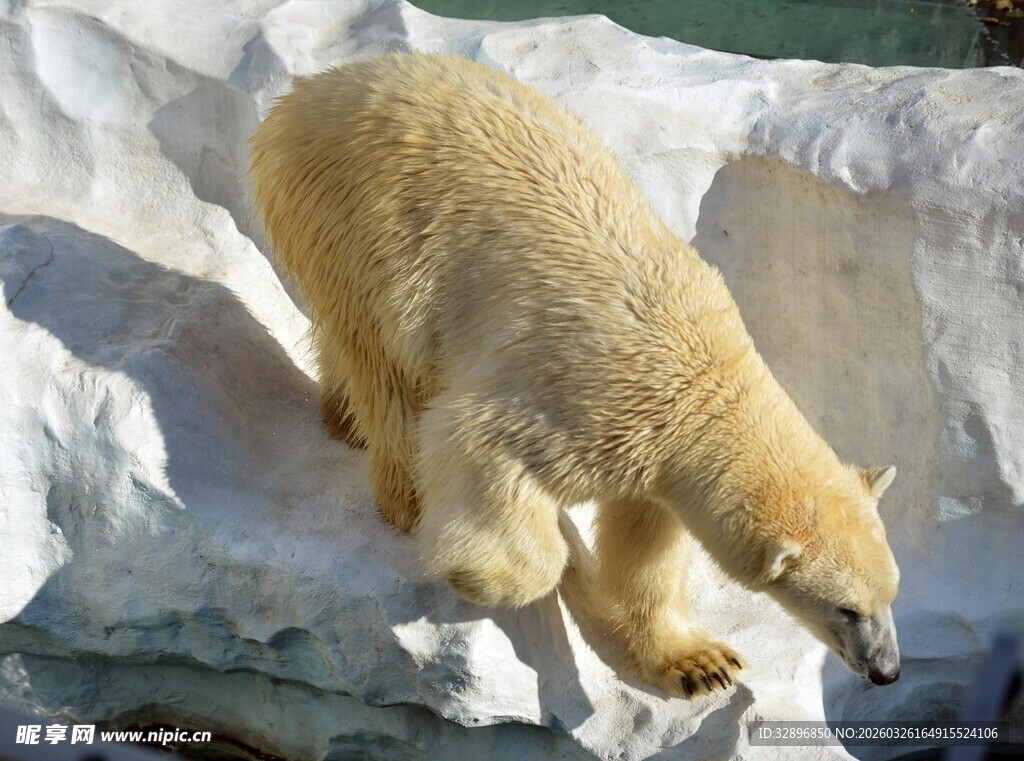 北极熊于冰面俯身觅食