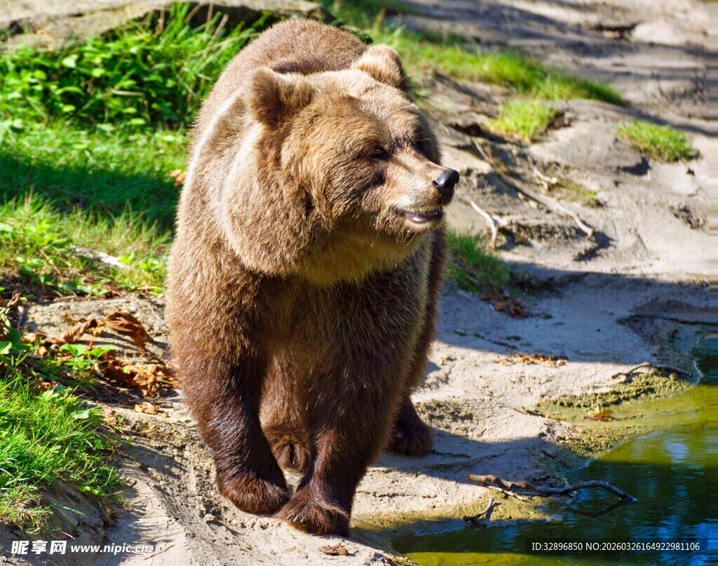 漫步在自然中的棕熊
