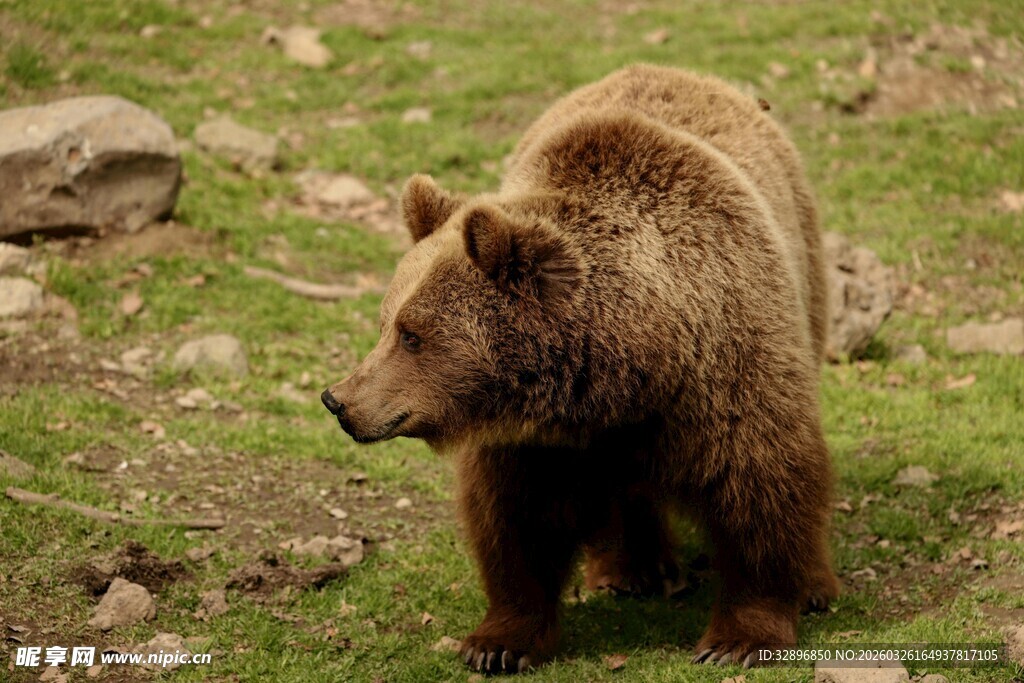 野外站立的棕色大熊