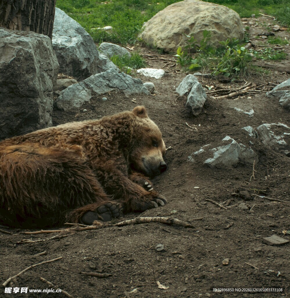 棕熊小憩于岩石旁泥土地