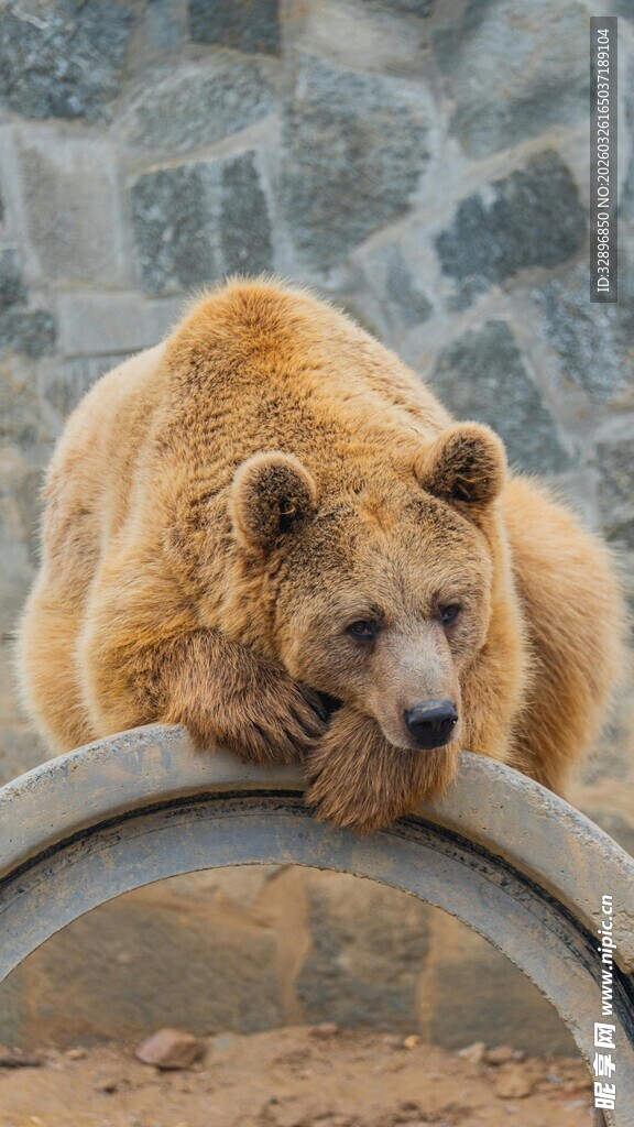 棕熊慵懒趴于圆环上