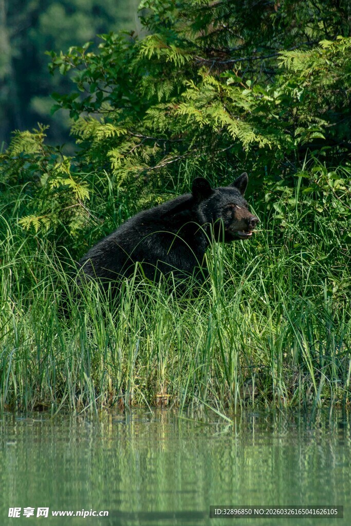 水边草丛中的黑色小熊
