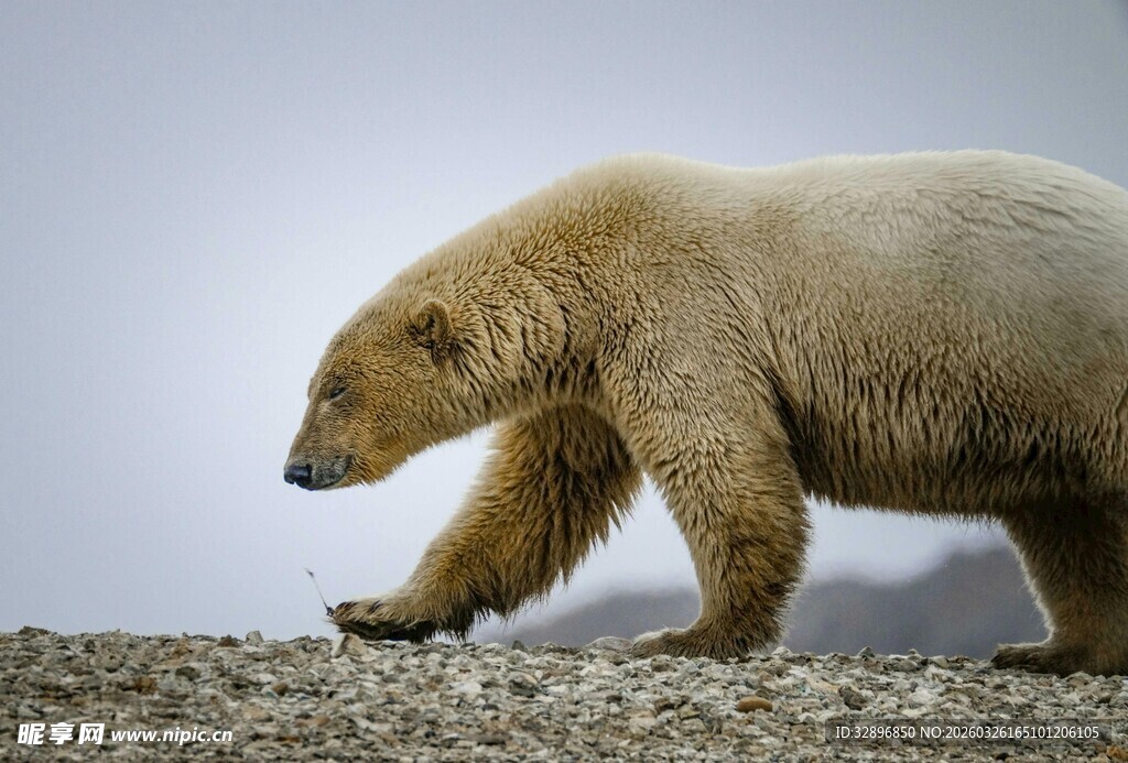 行走的北极熊