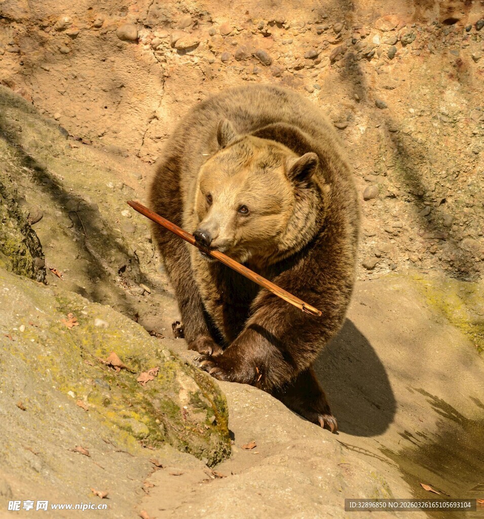 棕熊手持树枝蹲坐于地