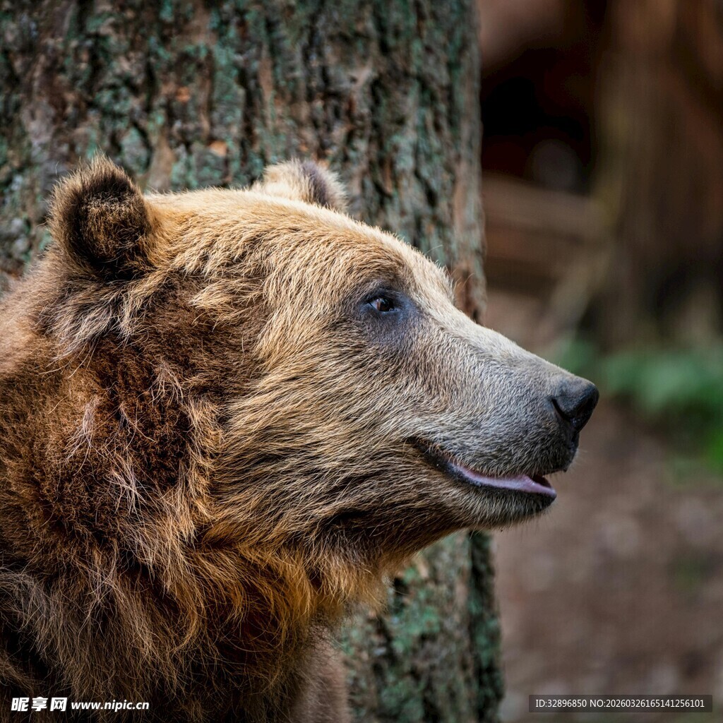 棕熊侧头倚树特写