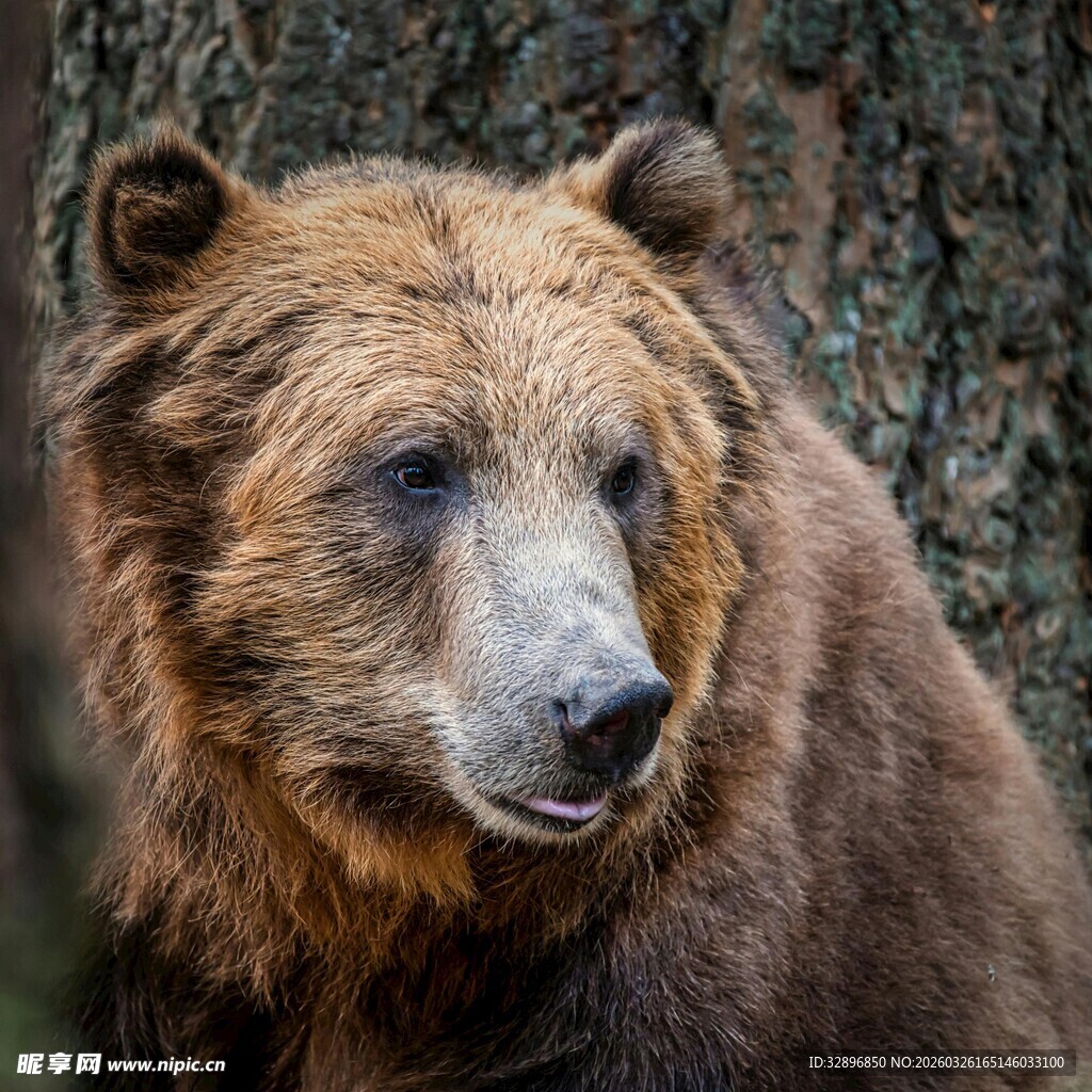 森林中的棕色大熊