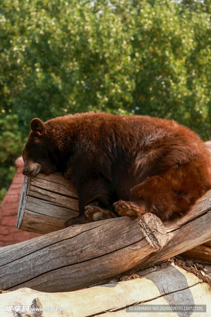 棕熊趴卧在木头上休憩