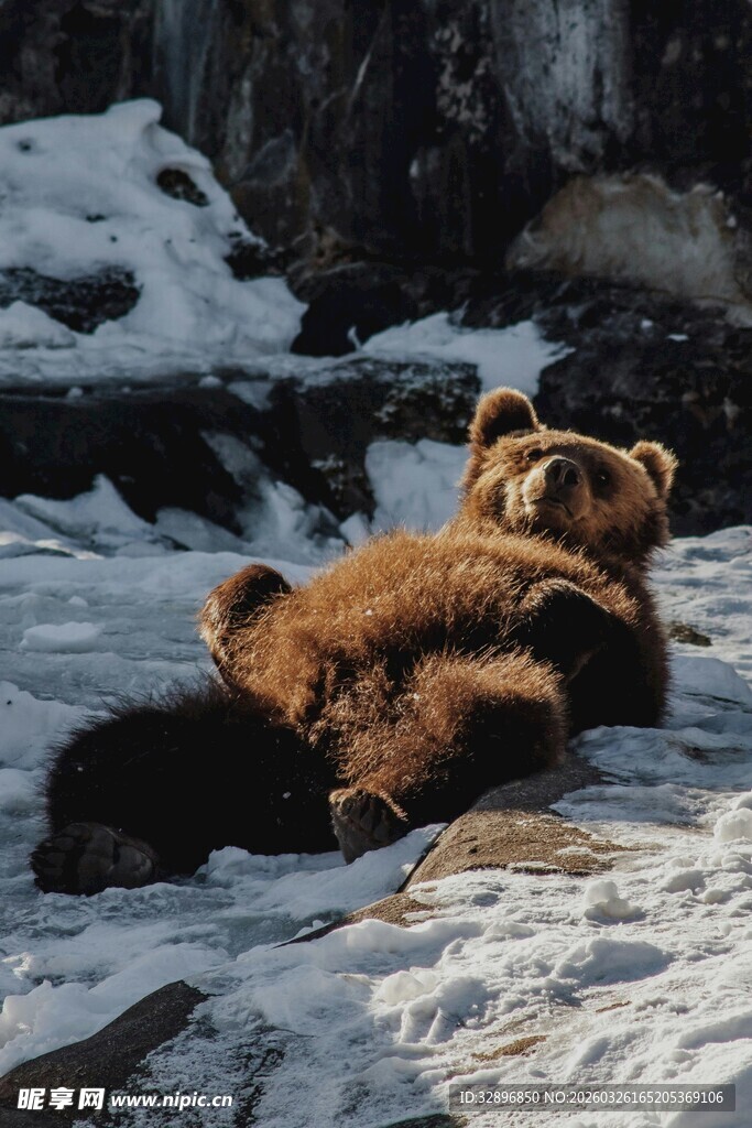 雪地中惬意躺卧的棕熊