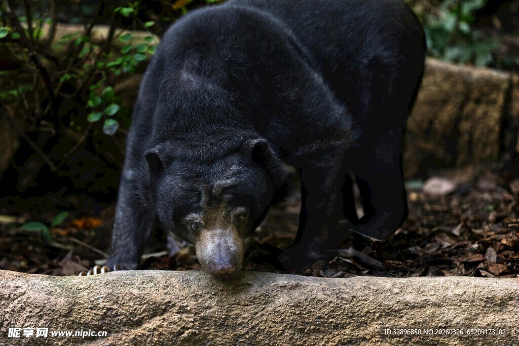 低头嗅闻的黑熊