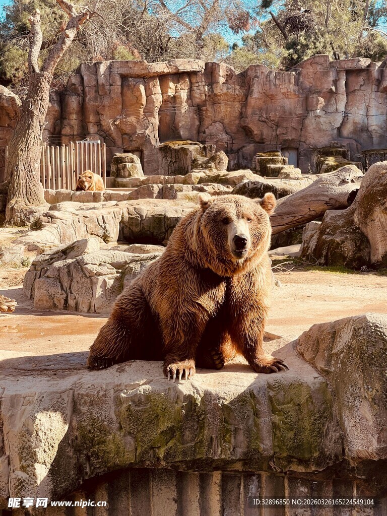 石台上休憩的棕熊