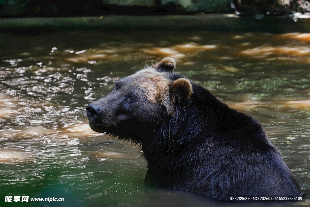 水中的黑熊