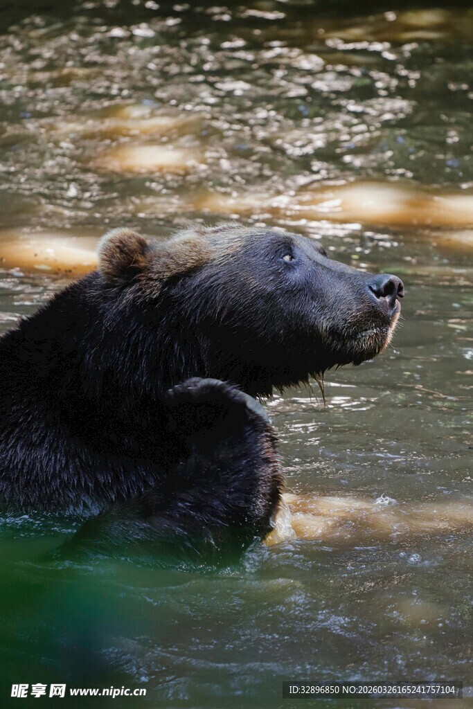 水中棕熊