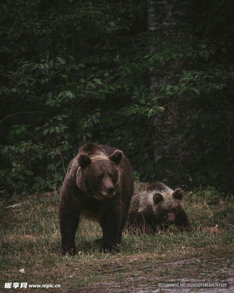 森林中漫步的棕熊母子