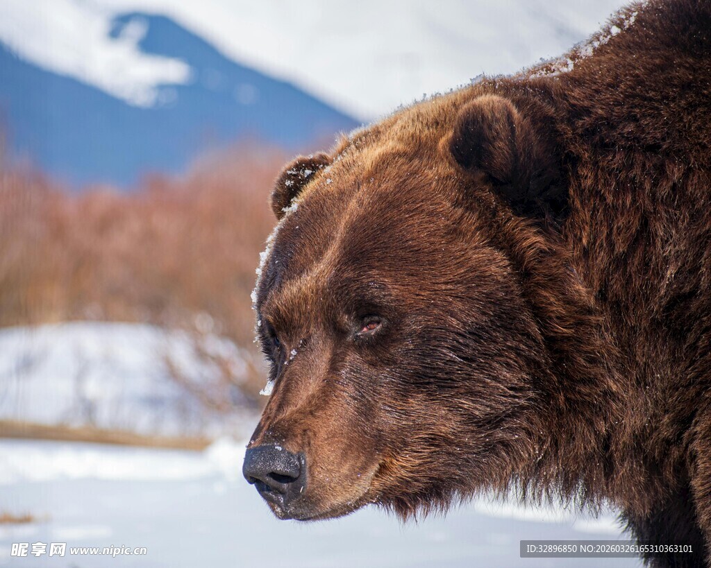 雪地中的棕熊