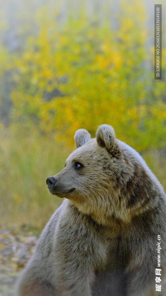 野外棕熊侧头凝视风景