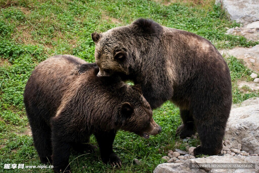 两只棕熊亲昵互动场景