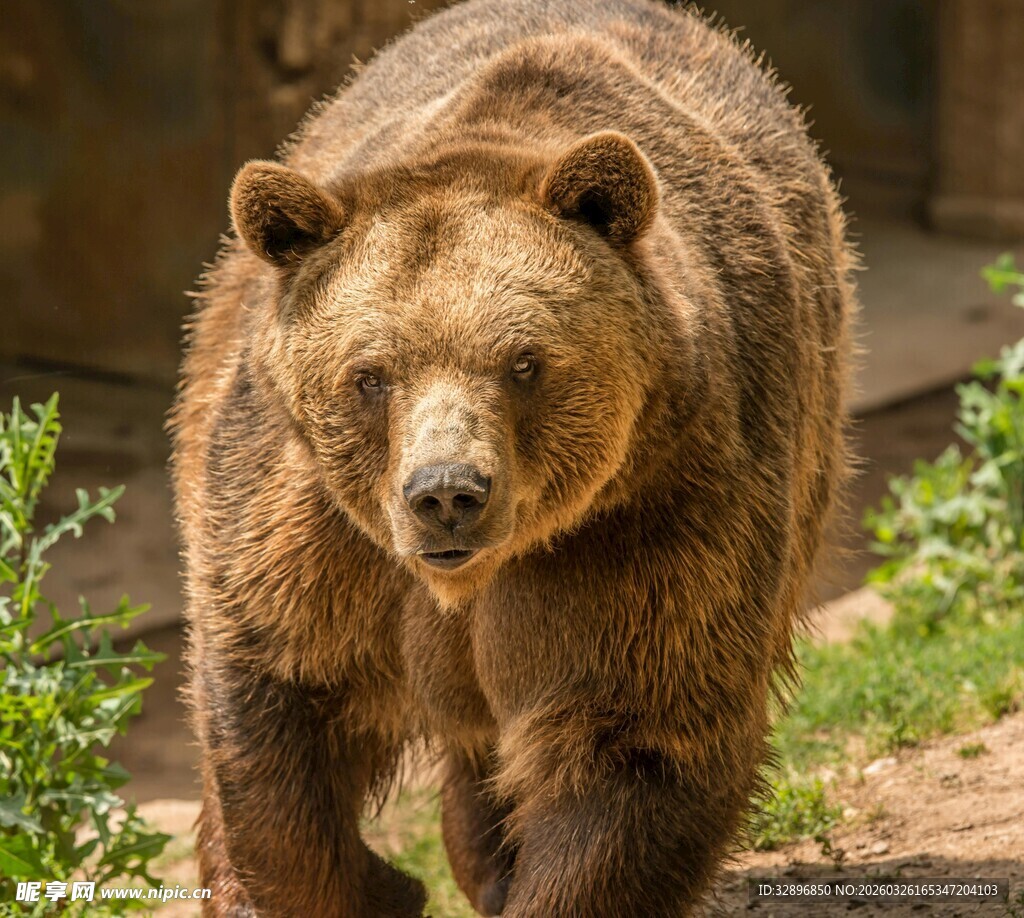 棕熊漫步于绿植环绕之地