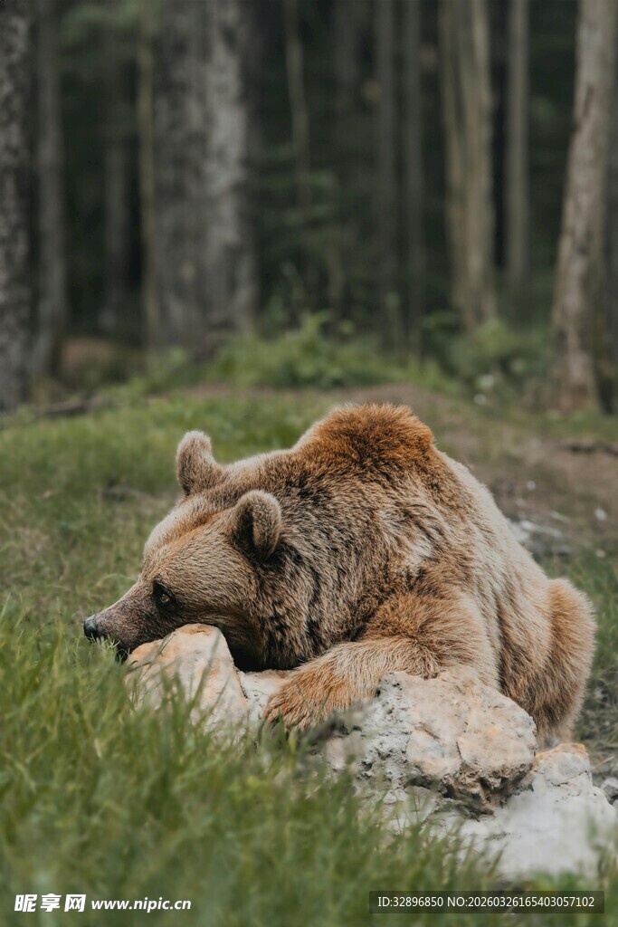 森林中休憩的棕熊