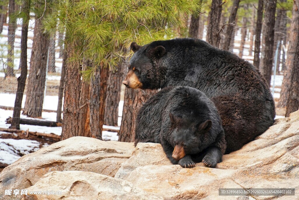 岩石上休憩的黑熊母子