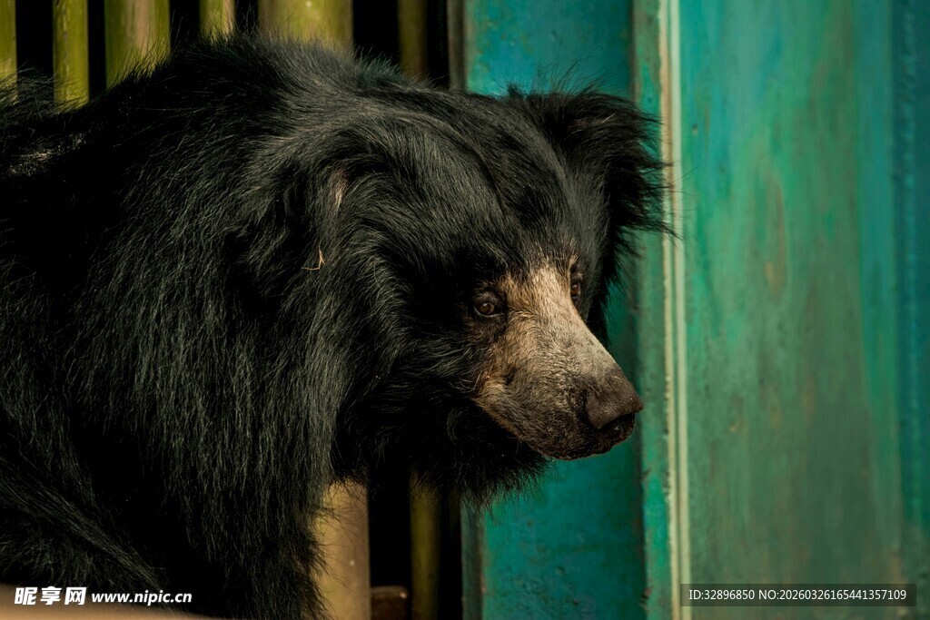 窗边的黑色大狗