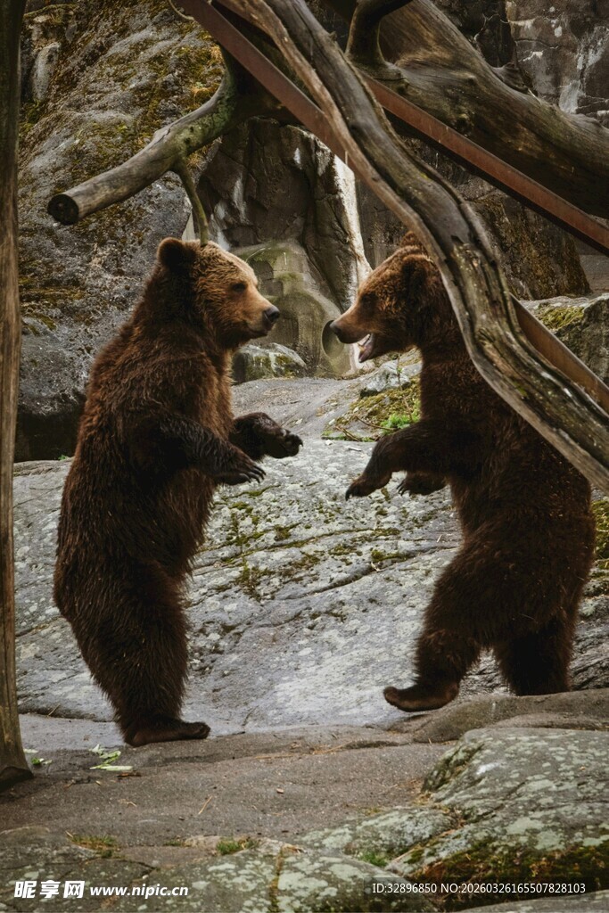 两只棕熊林间互动玩耍