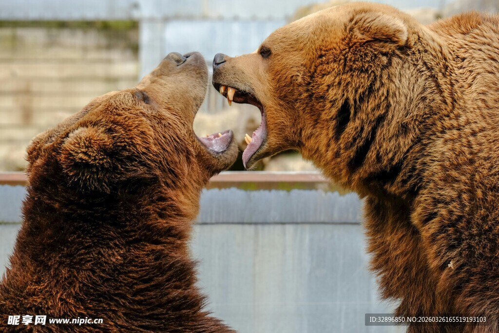 两只棕熊亲昵互动瞬间