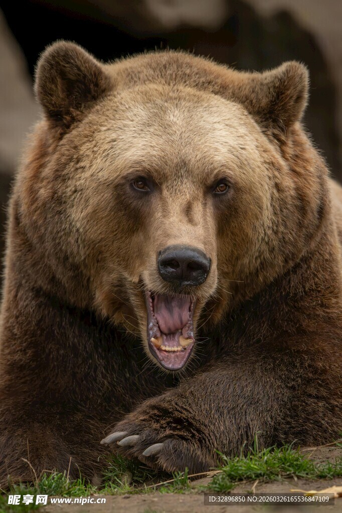 张嘴休憩的棕熊