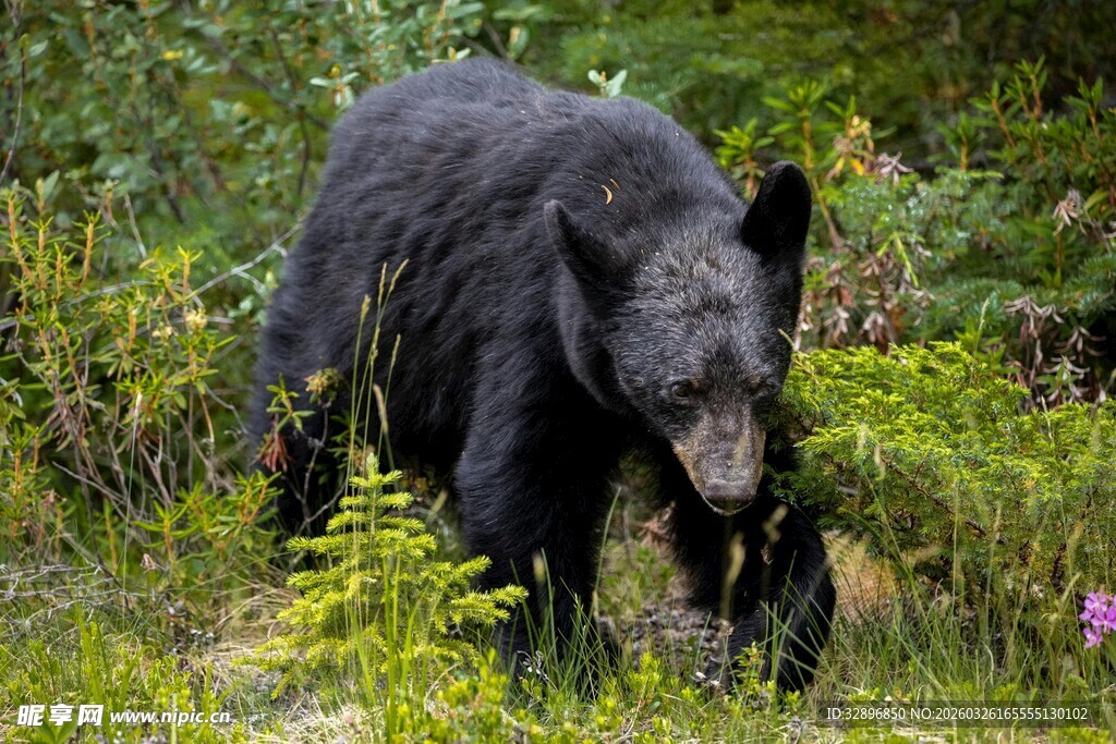 森林中漫步的黑熊