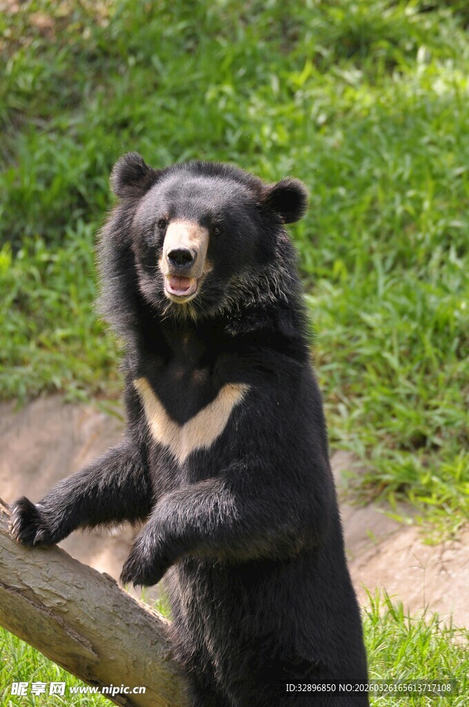 站立的黑熊