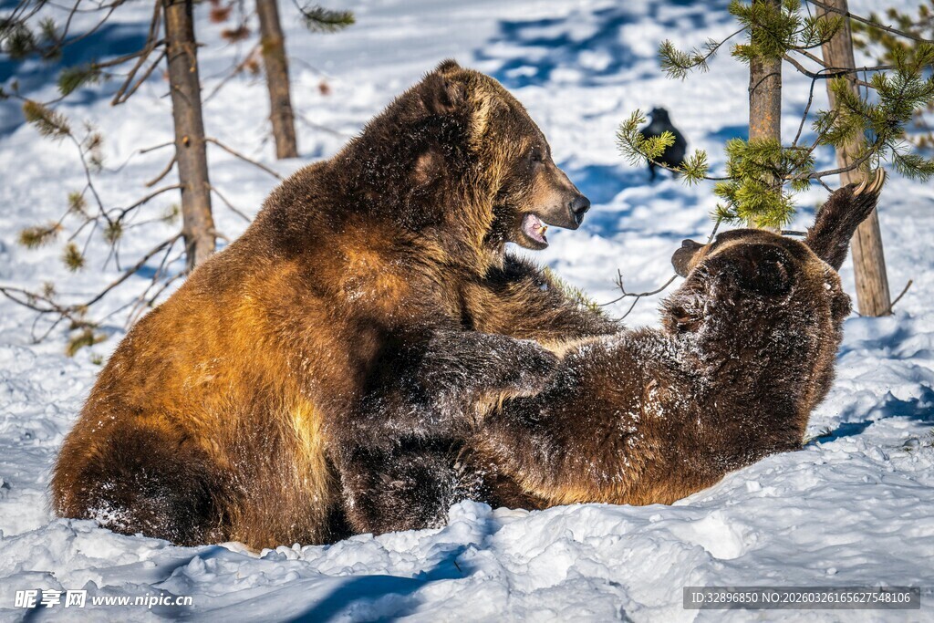 雪地中嬉戏的两只棕熊