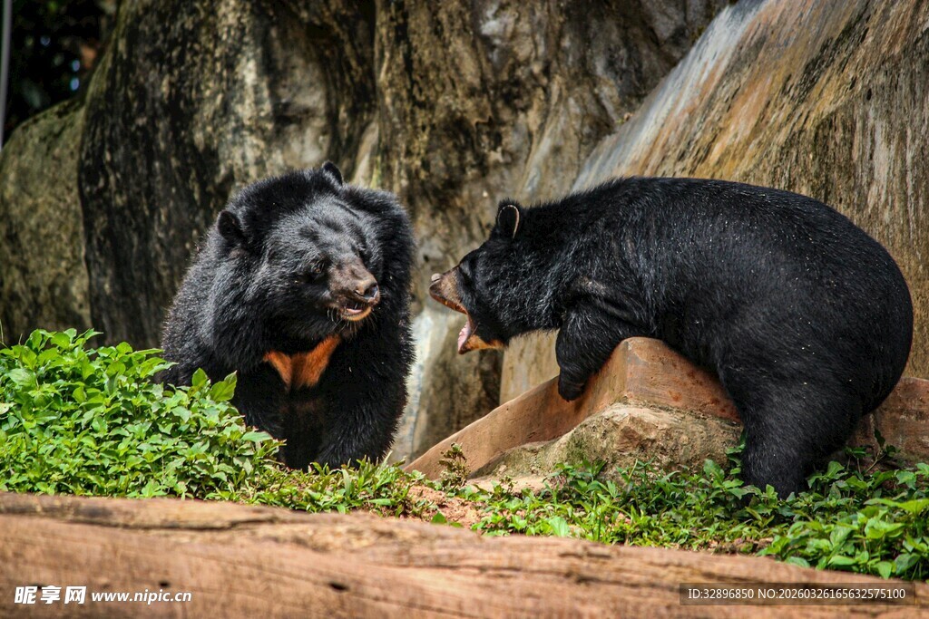 两只黑熊互动场景