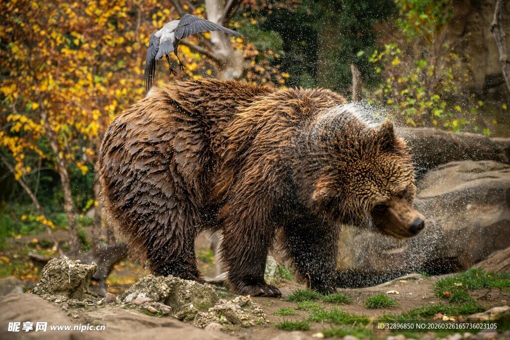 森林中行走的棕熊